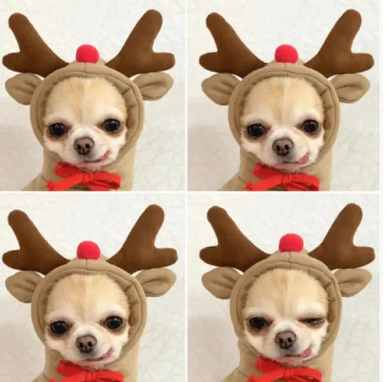 Cute Fruit Hoodie for Small Dogs WEM Support (www.WEM.support)