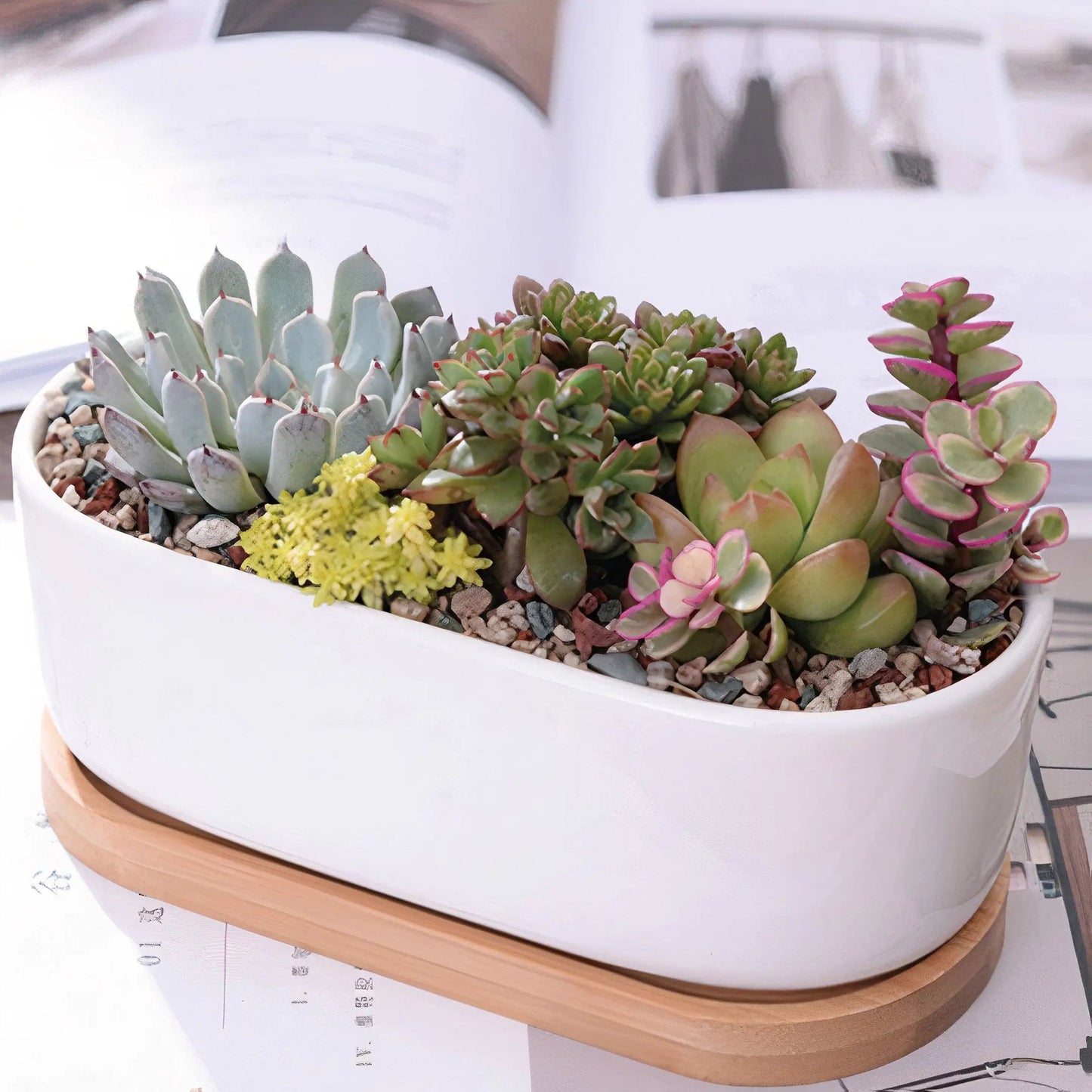 Succulent Planter -Elongated HejK.com