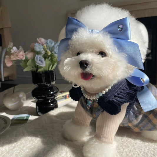 A small white dog wearing a blue bow headdress with a pearl-like collar.