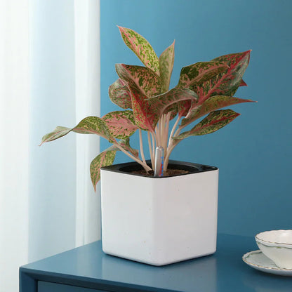 Water-Absorbing Planter HejK.com