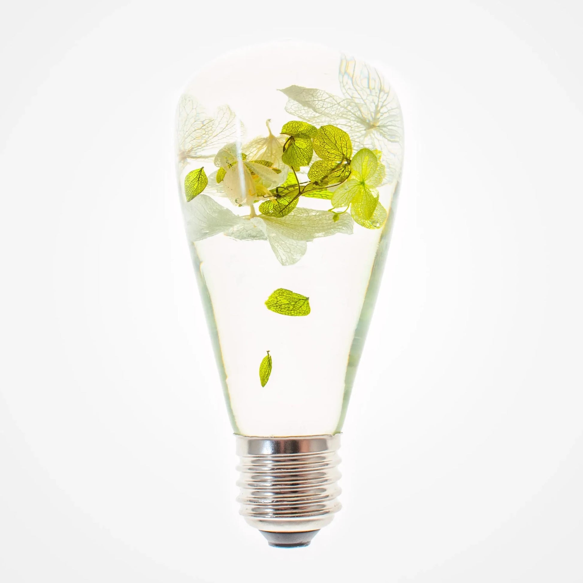 HydraGlow Lamp - Catch Cards