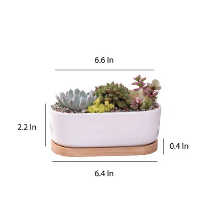 Succulent Planter -Elongated HejK.com