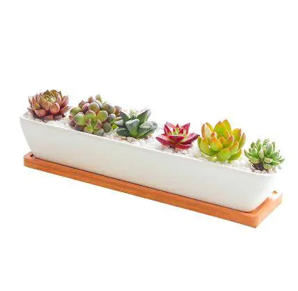 Long Succulent Planter US addition to your indoor garden WEM Support (www.WEM.support)