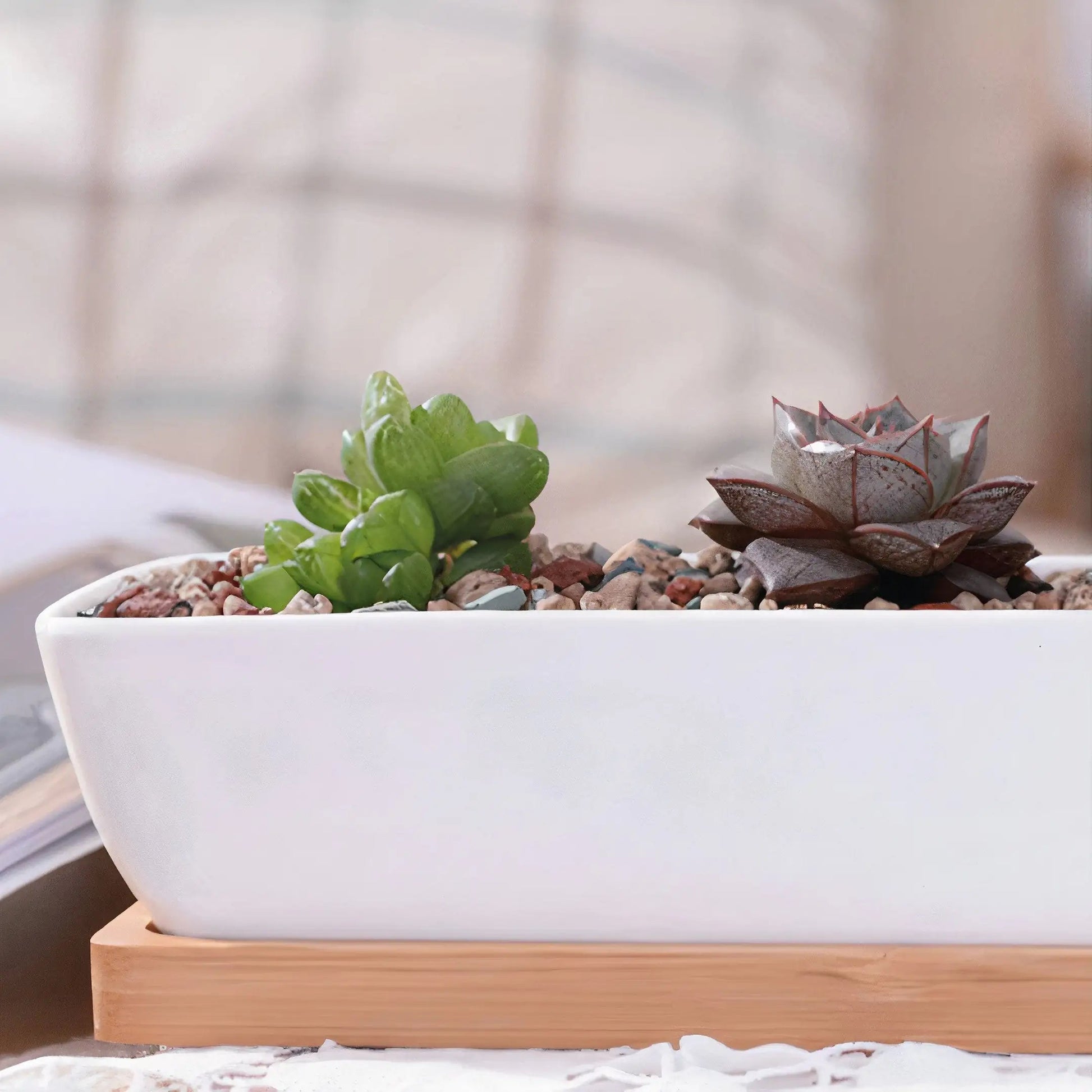 Long Succulent Planter US addition to your indoor garden WEM Support (www.WEM.support)