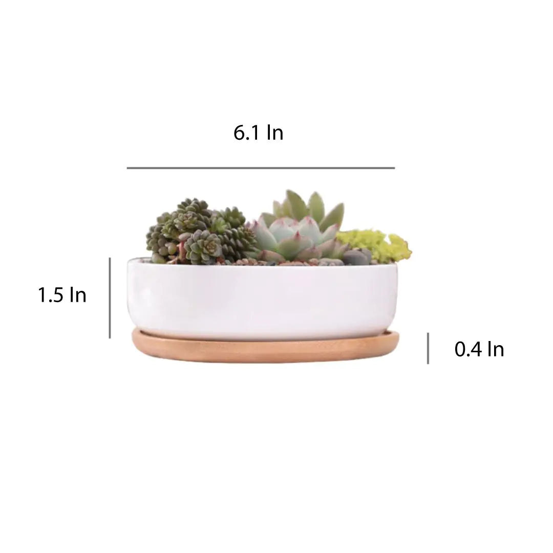 Succulent Planter - Round WEM Support (www.WEM.support)