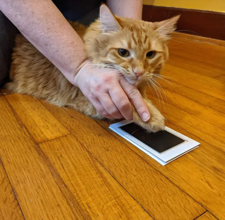 Memory Print Photo Album WEM Support (www.WEM.support)